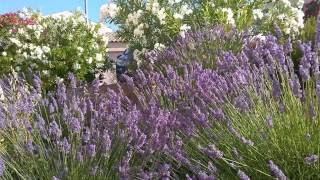 Ambiance sud provence papillon cigales abeille butiner lavandin lavande ASMR [upl. by Vachil]