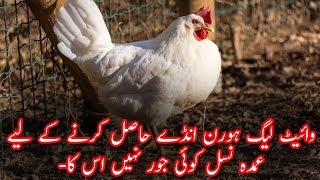 White Leghorn Breed Introduction In urdu [upl. by Waldron]