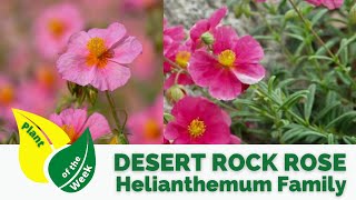 Desert Rock Rose  Helianthemum Family  Evergreen Shrub [upl. by Oetsira]