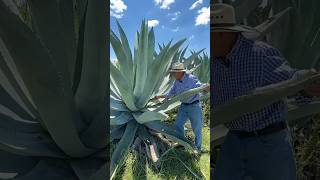 Así se quiebra un Maguey para producir aguamiel 🤠Zacatecas ranchovidaderancho ranch ranchlife [upl. by Selig]