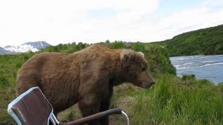 Incredible Up Close Encounter With Alaskan Brown Bear [upl. by Kalk652]