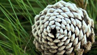 Fibonacci Sequence in Nature [upl. by Naik]