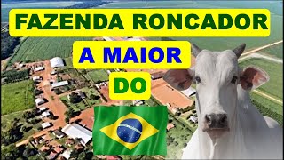 Conheça a maior fazenda do Brasil a Fazenda Roncador [upl. by Katya]