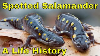 Spotted Salamander A Life History [upl. by Korman]