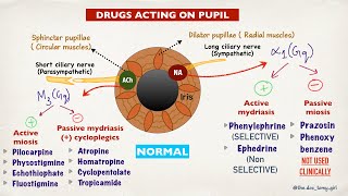 Drugs acting on pupil  Autonomic control of pupil [upl. by Nonnah]