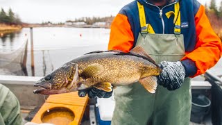 Catching Spawning Walleye Learning About Walleye Biology [upl. by Ycnaffit615]