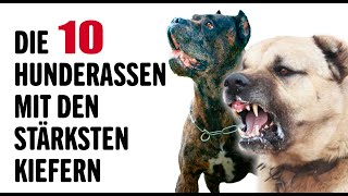 Die 10 Stärksten Hunderassen der Welt  Tierwelt [upl. by Ezra]