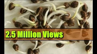 Seed Germination Paper Towel  How to Start Seeds Fast [upl. by Ainocal35]