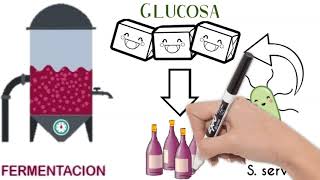 ¿Qué es la fermentación  ¿Cómo se elabora el Vino [upl. by Jackquelin]