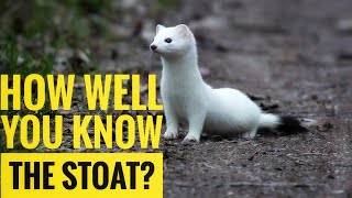 Stoat  Description Characteristics and Facts [upl. by Elatnahs756]