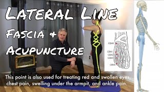 Lateral Line  Fascial Planes  Fascia amp Acupuncture [upl. by Ahtimat667]