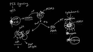 P53 Apoptosis Signaling [upl. by Soalokcin]