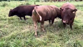 Our Macho Bulls meet the ladies for breeding season [upl. by Chadbourne643]