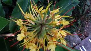 Hedychium gardnerianum  Kahili Ginger  Ginger Lily HD 01 [upl. by Enialehs895]