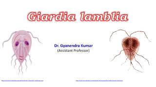 Giardia lamblia [upl. by Yona230]