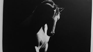 HORSE DRAWING in White on black paper [upl. by Steinman]