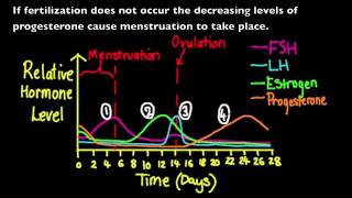 663 Annotate a graph showing hormone levels in the menstrual cycle [upl. by Inittirb]