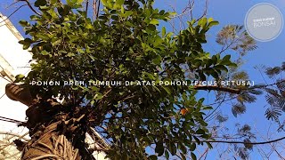 JENIS TANAMAN BONSAI TUMBUH DI ATAS POHON LAIN POHON PREH Ficus Retusa [upl. by Brandy]