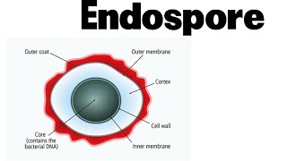 Endospore formation in bacteria animation [upl. by Oirelav]