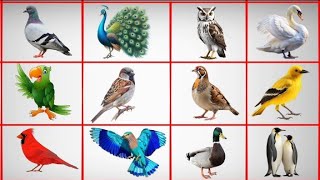 20 पक्षियों के नामbirds namebirds name in English and Hindi [upl. by Nelan]