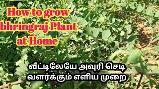 எளிமையான முறையில் வீட்டிலையே அவுரி செடி வளர்க்கலாம்How to grow Avuri Indigo plant at Home [upl. by Eedyaj697]