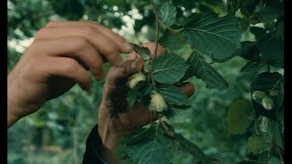 LArgent 1983 by Robert Bresson Clip Yvon picks nuts for the old woman  and she accepts them [upl. by Calvo]