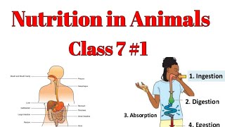 Nutrition in Animals class 7IngestionDigestionAbsorptionAssimilation EgestionModes ofnutrition [upl. by Mukerji]