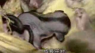 就是愛寵物  口袋怪獸蜜袋鼯SUGAR GLIDER [upl. by Omero448]