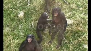 Agitated Bonobos Going Ape [upl. by Latrina]