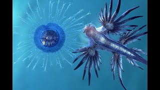 Glaucus atlanticus  Blue Dragon [upl. by Wanids262]