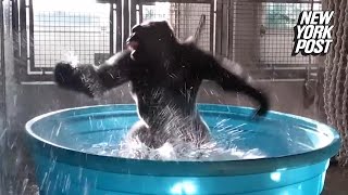 This gorilla is now the animal kingdoms most famous dancer  New York Post [upl. by Odlavso240]