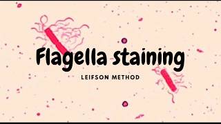 Flagella Staining Leifson Method [upl. by Eynahpets]