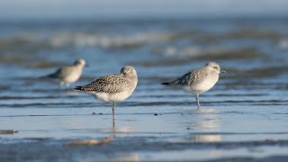 American goldenplover [upl. by Zoubek]