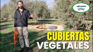 Cómo Manejar las Cubiertas Vegetales Vivas y sus Beneficios [upl. by Louanna]