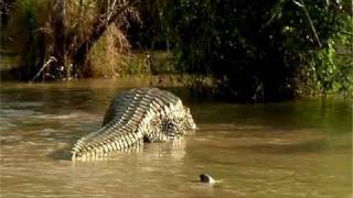 American Alligator Bellowing 10 [upl. by Atiuqam]