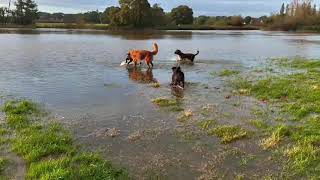 BABS AND FRIENDS PLAYING IN THE FLOOD PLAINS OF THE SUSSEX WEALD 🤗 [upl. by Sihonn633]