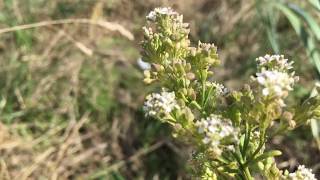 Peperkers Lepidium latifolium  20180818 [upl. by Taro]