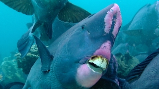 Feeding Humphead Parrotfish  Blue Planet  BBC Earth [upl. by Annala]