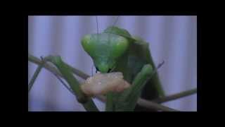 Giant Asian Preying Mantis feeding on a Waxworm [upl. by Bozuwa456]