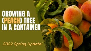 Container Grown Peach Tree Update [upl. by Leslie813]