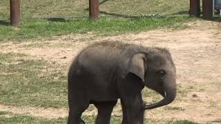 Baby Elephants At The Rosamond Gifford Zoo [upl. by Amalita615]