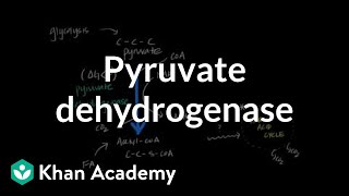 Regulation of Pyruvate Dehydrogenase [upl. by Caldeira]