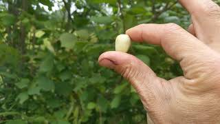 How to tell when Hazelnuts are Ripe [upl. by Ttcos]