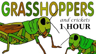 Grasshoppers and Crickets Singing  1 Hour Relaxing and Hypnotizing Sounds of Nature  High Quality [upl. by Hetti]