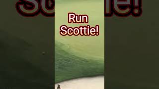 Did Scotties PTSD kick in scottiescheffler golf viral nfl [upl. by Priebe908]