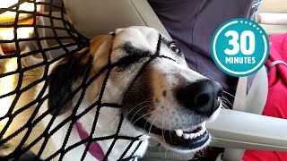 Try Not to Laugh CHALLENGE  30 Minutes of Funny Dogs [upl. by Aiekram124]