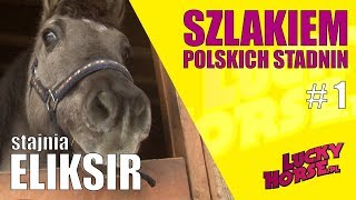 SZLAKIEM POLSKICH STADNIN  Stajnia Eliksir [upl. by Tertias167]