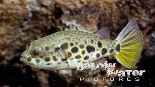 TETRAODON schoutedeni Africas smallest freshwater spotted puffer [upl. by Latreshia]