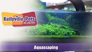 Kellyville Pets  Aquascaping [upl. by Adnomar]