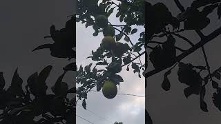 pomelo asmr shortvideo pomelofruit short [upl. by Panta]